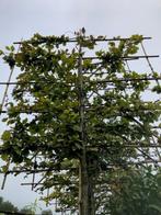 Lei Beuk, Fagus sylvatica, zware bomen met een dikke stam, Ophalen, Bloeit niet, Leiboom, Halfschaduw