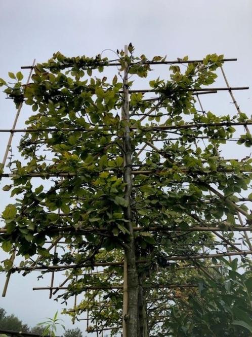 Lei Beuk, Fagus sylvatica, zware bomen met een dikke stam, Tuin en Terras, Planten | Bomen, Leiboom, 250 tot 400 cm, Halfschaduw