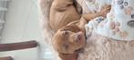 Liefdevolle Vizsla pup  zoekt een gouden huisje