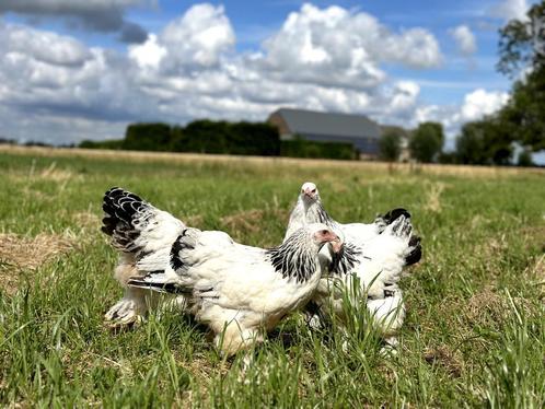 Jonge tamme Brahma kippen hennen gesekst en ingeënt, Dieren en Toebehoren, Pluimvee, Kip, Vrouwelijk