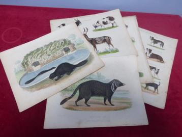 Georges Buffon’s History of the Earth and Animated Nature. beschikbaar voor biedingen