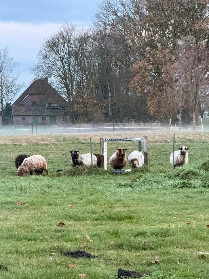 Wei gezocht voor ouessantjes, Dieren en Toebehoren, Stalling en Weidegang, Weidegang