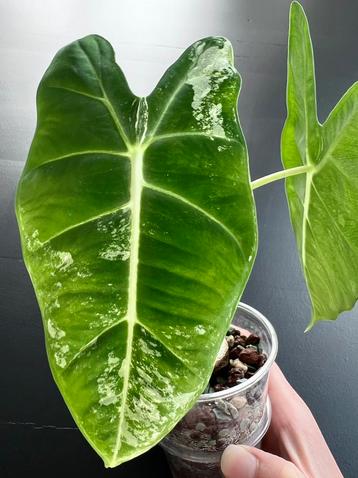 Alocasia micholitziana ‘Frydek‘ (Variegata)