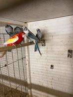 Rosella rubino pop, Dieren en Toebehoren, Vogels | Parkieten en Papegaaien, Vrouwelijk, Parkiet, Geringd