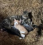 TE KOOP: BOERDERIJ KITTENS.Europese korthaar., Dieren en Toebehoren, Katten en Kittens | Overige Katten, Meerdere dieren, Kortharig