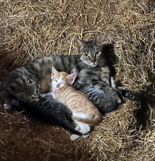 TE KOOP: BOERDERIJ KITTENS.Europese korthaar., Dieren en Toebehoren, Katten en Kittens | Overige Katten, Kortharig, Meerdere dieren
