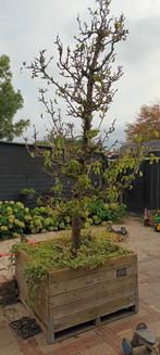 2 Oude perenbomen in fruitkist, Ophalen, Lente, Volle zon, 100 tot 250 cm