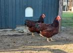 4 Rhode island red hennen, Dieren en Toebehoren, Pluimvee, Kip, Vrouwelijk