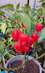 Zaden peper habanero red  gifvrij, Verzenden, Volle zon