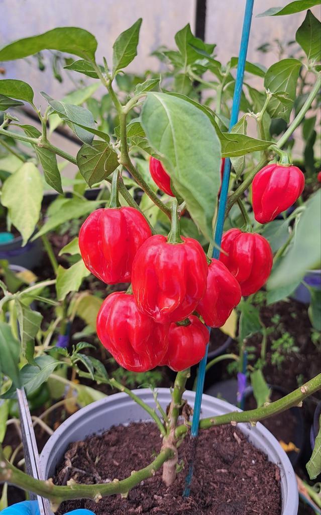Zaden peper habanero red  gifvrij, Tuin en Terras, Bloembollen en Zaden, Volle zon, Verzenden