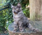XXL Maine Coon kittens beschikbaar €1450; met stamboom, Dieren en Toebehoren, Katten en Kittens | Raskatten | Langhaar, Poes, Met stamboom