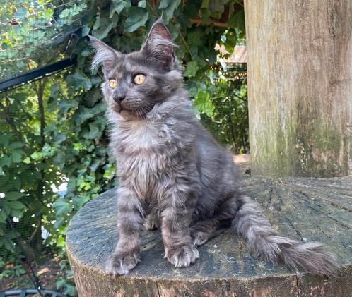 XXL Maine Coon kittens beschikbaar €1450; met stamboom, Dieren en Toebehoren, Katten en Kittens | Raskatten | Langhaar, Poes, Met stamboom