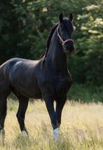 Prachtige 9 jarige Fries, Dieren en Toebehoren, Gechipt, Ruin, M, Dressuurpaard