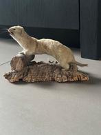 Opgezette Hermelijn, Verzamelen, Dierenverzamelingen, Ophalen of Verzenden, Zo goed als nieuw, Vogel, Opgezet dier