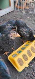 Barnevelder kriel haantje 8 weken oud, Dieren en Toebehoren, Pluimvee, Mannelijk, Kip