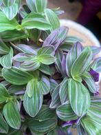 Tradescantia sweetness stekjes, Ophalen of Verzenden, Halfschaduw, Minder dan 100 cm