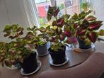 Coleus / siernetel, Tuin en Terras, Planten | Tuinplanten, Ophalen