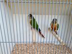 diverse pyrrhura's, Dieren en Toebehoren, Vogels | Parkieten en Papegaaien, Meerdere dieren, Parkiet, Geringd