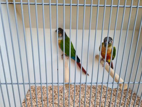 diverse pyrrhura's, Dieren en Toebehoren, Vogels | Parkieten en Papegaaien, Parkiet, Meerdere dieren, Geringd