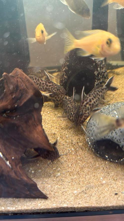 7x Synodontis Multipunctatus (Koekoeksmeerval), Dieren en Toebehoren, Vissen | Aquariumvissen, Vis