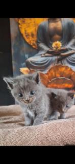 Ragdoll mix blauwe rus, Dieren en Toebehoren, Meerdere dieren, Langharig, 0 tot 2 jaar