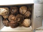 Vogel nestjes div verschillende diam doos 4, Ophalen of Verzenden, Gebruikt, Overige typen