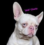 🥰Bijzondere kleur: Pink, Franse bulldog dekreu Charlie🥰, Dieren en Toebehoren, Honden | Dekreuen, Particulier, Rabiës (hondsdolheid)