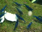 blauwe garnaaltjes de echte blue dream   kan ook verzenden, Dieren en Toebehoren, Vissen | Aquariumvissen, Zoetwatervis, Kreeft, Krab of Garnaal