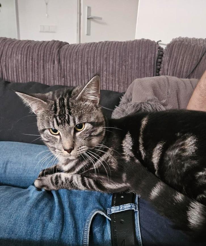 Kater (in de familielijn zit er ook Maincoon in), Dieren en Toebehoren, Katten en Kittens | Overige Katten, Kortharig, Kater, 0 tot 2 jaar