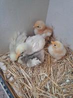Gratis  cochin krielkuikens,, Dieren en Toebehoren, Pluimvee, Meerdere dieren, Kip