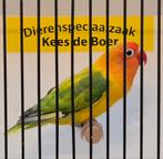 Agapornis lilianae man, Mannelijk, Dwergpapegaai of Agapornis, Geringd