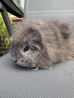 CH Teddy zeug zilver kleur 16-3-'25, Dieren en Toebehoren, Knaagdieren, Vrouwelijk, Tam, Maart, Cavia