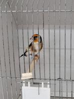 Majoor putters  wildkleur 2025, Dieren en Toebehoren, Vogels | Overige Vogels, Meerdere dieren, Wildzangvogel
