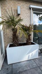 Palmbomen in ployester bak, Tuin en Terras, Bloembakken en Plantenbakken, 60 cm of meer, Kunststof, Rond, Ophalen of Verzenden