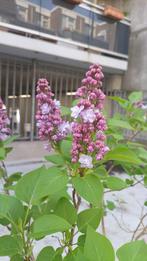 Syringa Vulgaris, Tuin en Terras, Planten | Bomen, Halfschaduw, Lente, Overige soorten, 250 tot 400 cm