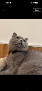Britse korthaar beschikbaar als dekkater