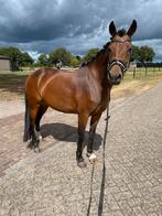 Prachtige 4-jarige D pony merrie, Dieren en Toebehoren, Pony's, 3 tot 6 jaar, Recreatiepony, D pony (1.37m tot 1.48m), Merrie