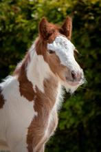 Mooie vosbonte tinker hengst, Dieren en Toebehoren, Niet van toepassing, 0 tot 2 jaar, Hengst, Recreatiepony