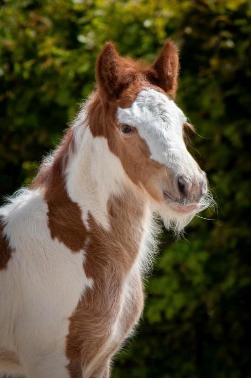 Mooie vosbonte tinker hengst, Dieren en Toebehoren, Pony's, Hengst, Niet van toepassing, Recreatiepony, 0 tot 2 jaar, Met stamboom