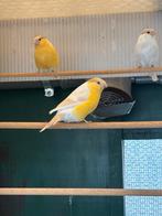 Satiney gele goudvinken poppen en mannen alsook gele split, Dieren en Toebehoren, Meerdere dieren, Wildzangvogel, Geringd