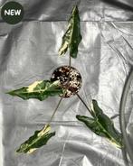 Alocasia Sarian Albo Variegated, Ophalen of Verzenden, Halfschaduw, Minder dan 100 cm