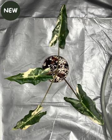 Alocasia Sarian Albo Variegated beschikbaar voor biedingen