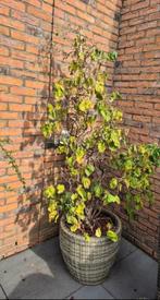 Hazelaar in mand, Tuin en Terras, Planten | Bomen, Minder dan 100 cm, Volle zon, In pot, Overige soorten