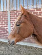 Quarter Horse merrie jaarling en appaloosa x shetlander, Dieren en Toebehoren, Paarden, Merrie, Minder dan 160 cm, 0 tot 2 jaar