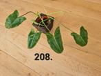 Philodendron paraiso verde, kamerplant, Ophalen of Verzenden, Halfschaduw, Minder dan 100 cm
