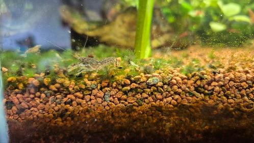 Zoetwater dwergkreeft kreeft aquarium, Dieren en Toebehoren, Vissen | Aquariumvissen, Vis