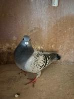 Jonge kweek duivin, Dieren en Toebehoren, Vogels | Duiven, Vrouwelijk, Postduif