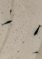 GEKLEURDE GARNALEN OP KRAANWATER NEO CARIDINA, Kreeft, Krab of Garnaal