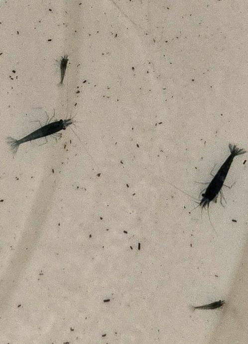 GEKLEURDE GARNALEN OP KRAANWATER NEO CARIDINA, Dieren en Toebehoren, Vissen | Aquariumvissen, Kreeft, Krab of Garnaal