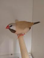 2-2 Spitstaart amadines, Dieren en Toebehoren, Meerdere dieren, Tropenvogel